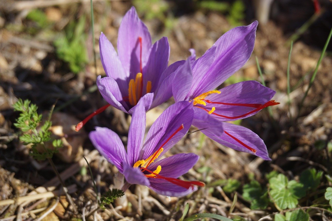 saffron, hand, natural, nature, saffron, saffron, saffron, saffron, saffron